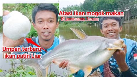 Umpan Ikan Patin Rawa: Tips Dan Trik Untuk Menangkap Ikan Terbaik!