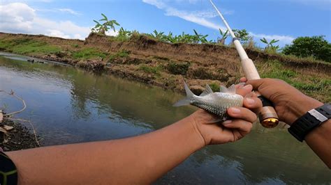 Umpan Ikan Tawes Air Bening, Strategi Jitu Untuk Menangkap Ikan Di Musim Panas 2023
