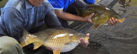 Umpan Ikan Tombro Siang Hari Untuk Hasil Tangkapan Maksimal