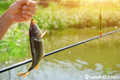 Umpan Ikan Untuk Bubu: Berbagai Tips Untuk Membuat Umpan Yang Lezat