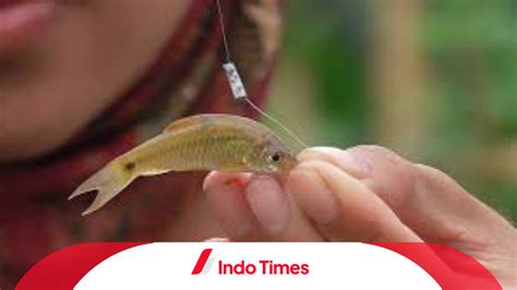 Umpan Ikan Wader Air Jernih, Tips Dan Trik Memancing Yang Perlu Kamu Ketahui!