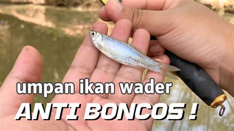 Tips Menangkap Ikan Wader Gacor
