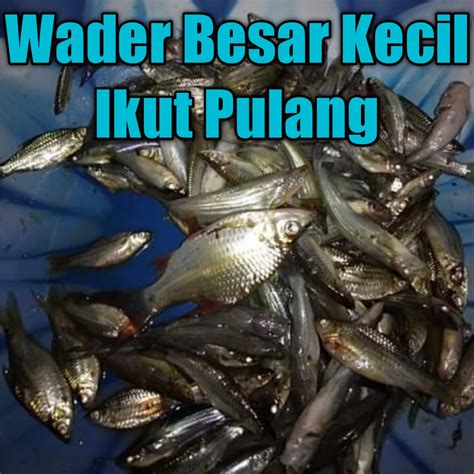 Umpan Ikan Wader Susah Makan, Bagaimana Solusinya?