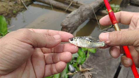 Tips Jitu Memancing Ikan Baung Di Kolam