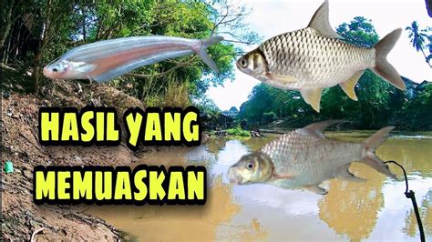 Umpan Jitu Ikan Tawes Empang