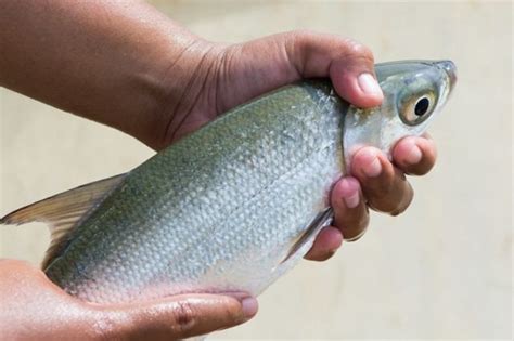 Mancing Ikan Bandeng Air Payau, Cara Paling Efektif