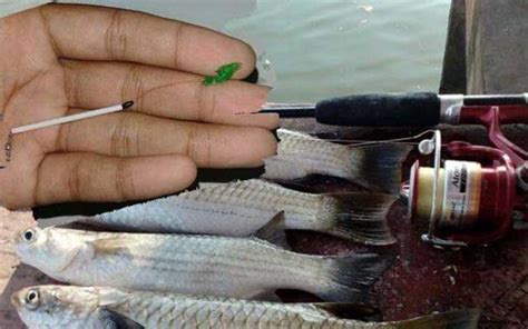 Umpan Mancing Ikan Belanak, Tips Paling Ampuh!