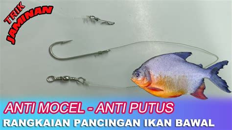 Tips Memancing Ikan Bawal Liar Di Indonesia