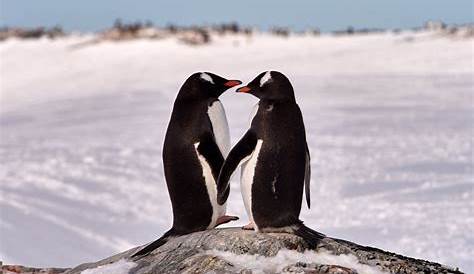 En espagnol, pinguino signifie manchot. En anglais, penguin signifie