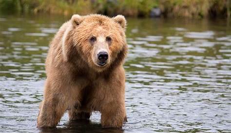 Image libre: grand, ours brun, l'eau