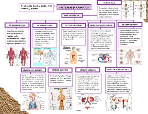 Download Mapa Mental Del Cuerpo Humano Tips Boni