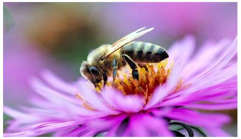 La Familia de la Apicultura - The Beekeeping Family: Fotos de abejas