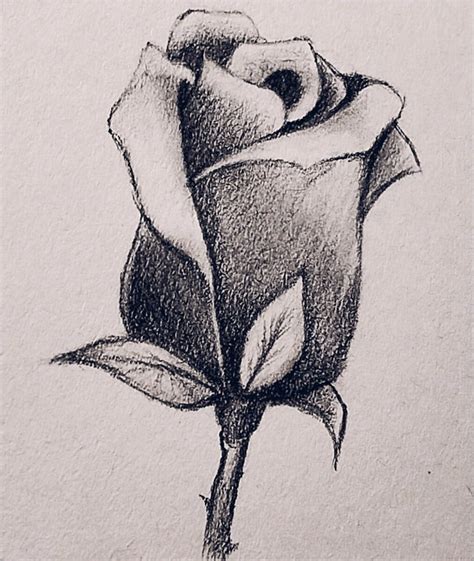 unbloomed rose drawing