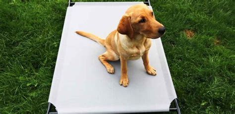 Unchewable Dog Bed Uk