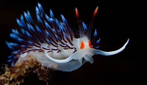 Beautiful underwater sea creatures pictures | Beautiful World