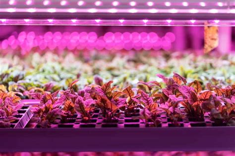 Spindly Seedlings under Grow Lights? Gardenerd