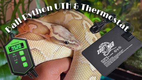 Under Tank Heater For Ball Python