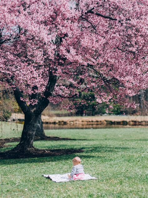 under the cherry tree 3