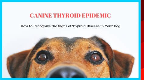 underactive thyroid problems in dogs