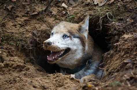 Underground Dog Igloo