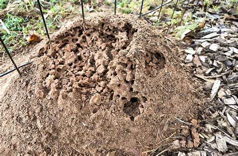 underground fire ant nest