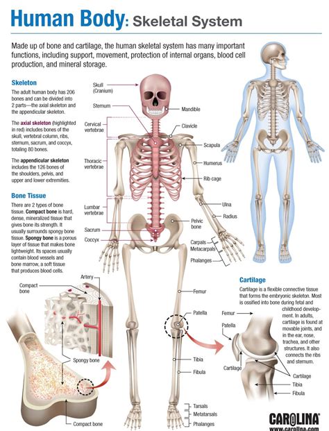 <h4>Understanding the Skeletal System</h4>