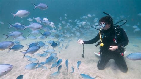 underwater Goat Island