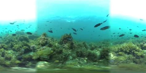 Underwater camera Isla Catalina