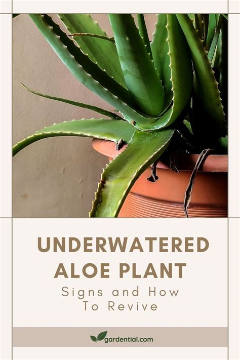 Underwatered Aloe: Causes, Symptoms, Prevention, And Treatment