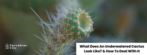 Underwatered Cactus: Causes, Prevention, And Treatment