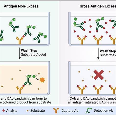Undetected Antigen Excess
