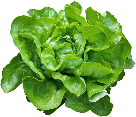 une salade verte