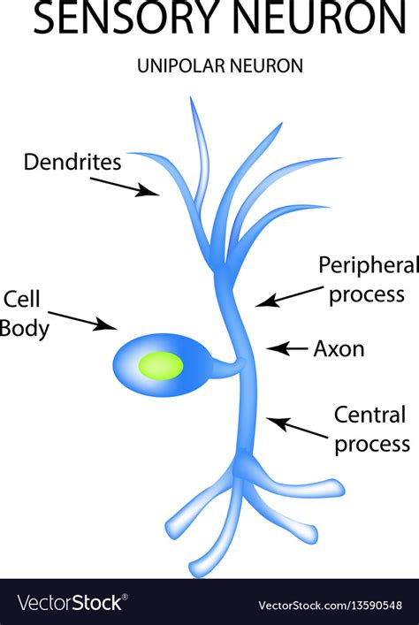 unimodal sensory neurons