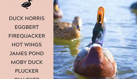 Unleash The Charm: Discover Enchanting Unique Duck Names