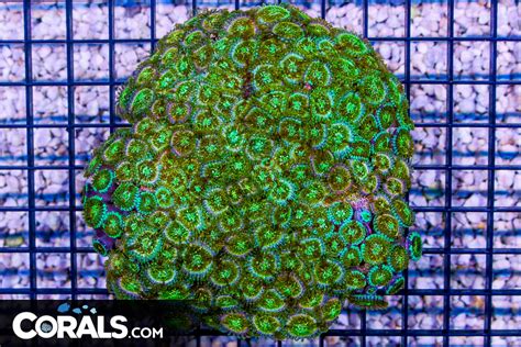 Unique Corals Guarantee