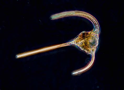 10 Unique Features Of Dinoflagellates That Are Truly Bizarre