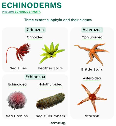 Meet The Echinodermata: Unique Features To Know