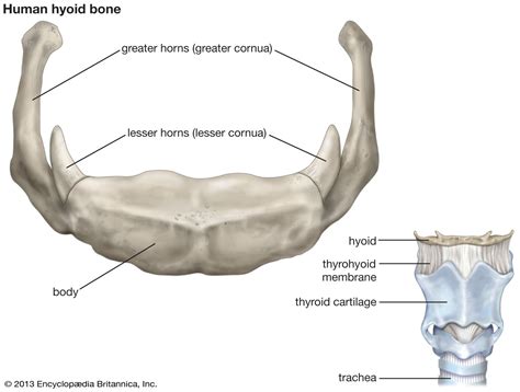 Why The Hyoid Bone Is Unusual In Human Anatomy