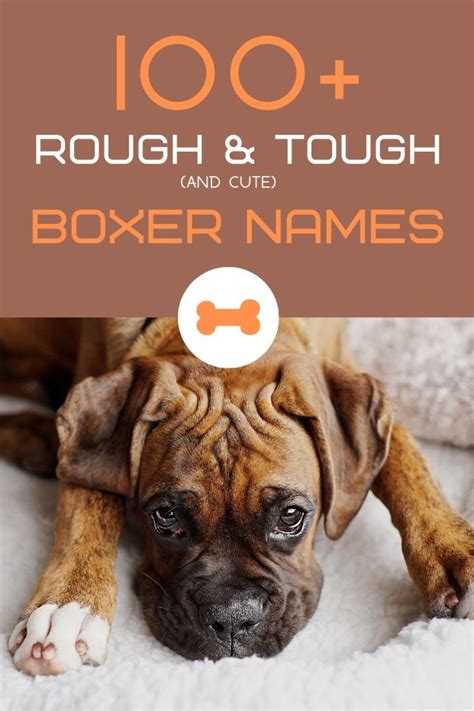 Unique Male Boxer Dog Names