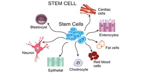 Uncovering The Unique Properties Of Stem Cells