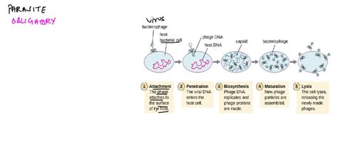 Unique Properties Of Viruses That Shock Science