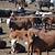 united producers livestock market report
