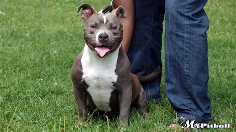 united kingdom pit bulls