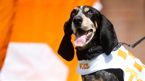 University of Tennessee Smokey Mascot Cultural Significance