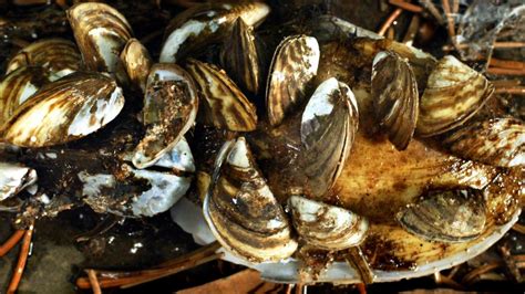 Unopened Mussels Dangerous