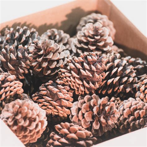 unscented pine cones for sale