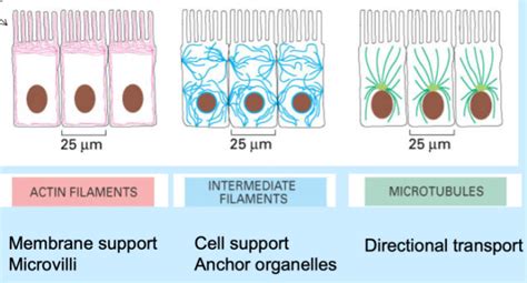 unstable microfilament