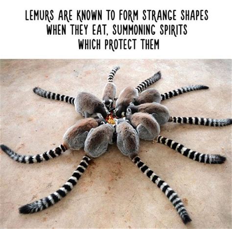 unusual animal facts