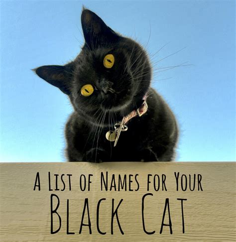 Unusual Cat Names for Black Cats