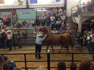 upcoming horse auctions near me online